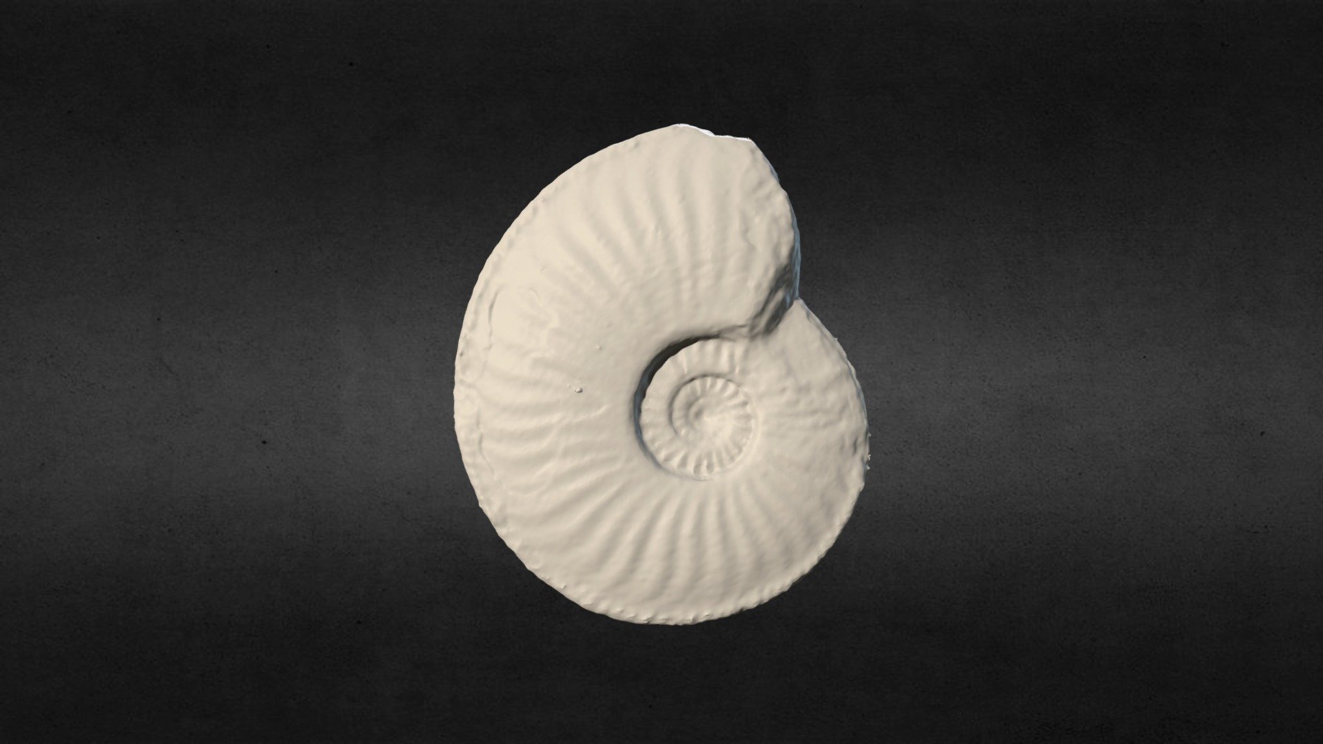 13 Amaltheus margaritatus