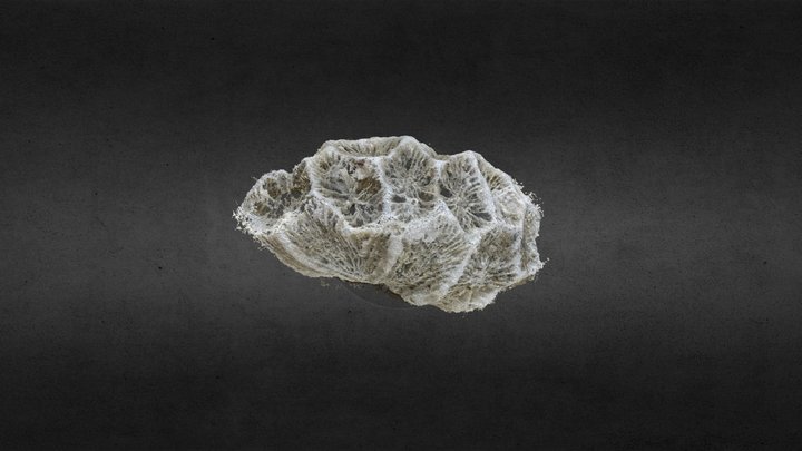 Coral Works 3D Model
