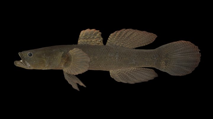 CC0 カワアナゴ 🐟 Spinycheek Sleeper, E. oxycephala – Free 3D Model STL