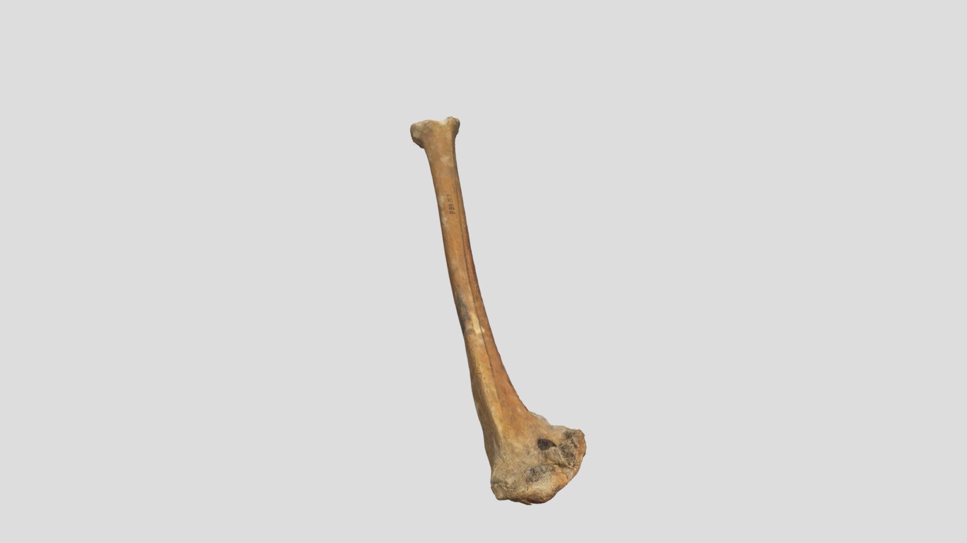 Prehistoric Swan Humerus version 1.0 - 3D model by Jangojips [c423c74 ...