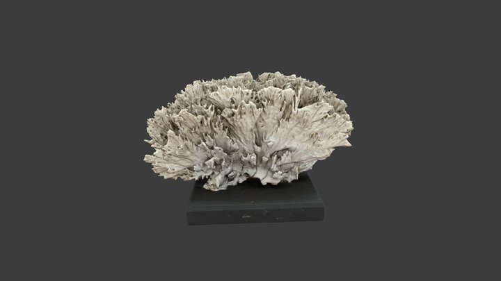 Millepora alcicornis – Modello 3D gratuito STL