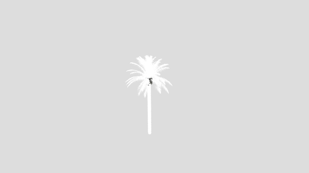 Dactylifera Palm Tree Animated