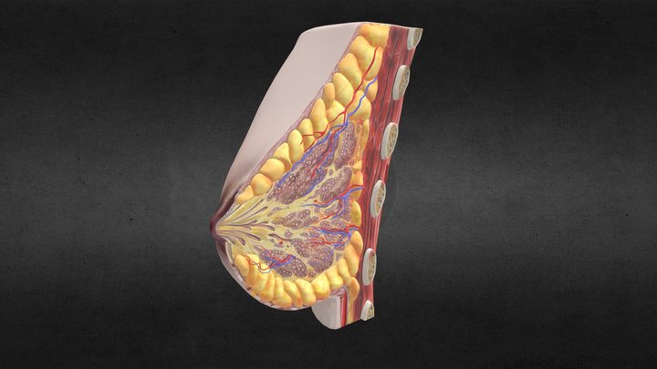 Human Female Breast Anatomy 3D Model