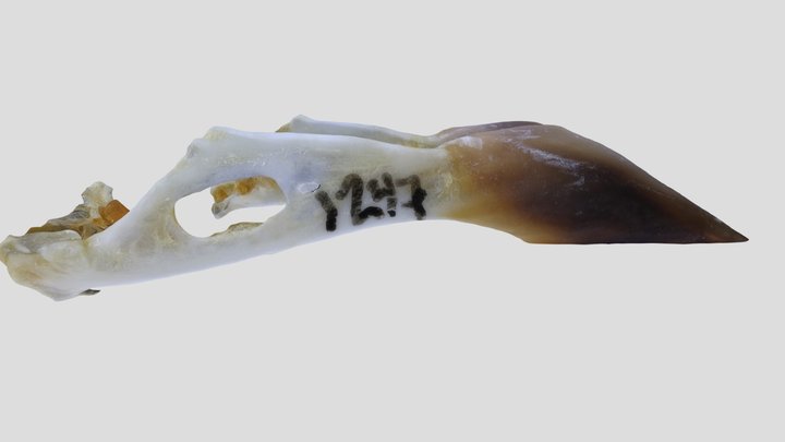 UWYMV:Bird:1247,Leucosticte tephrocotis,Mandible – Gratis 3D-model STL