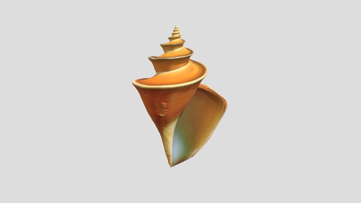 Aura Shell 3D Model