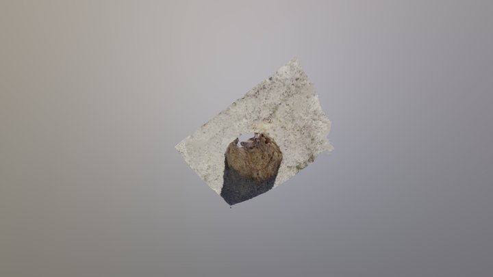 Ιστάμενος Κορμός - Μπαλή Αλόνια 3D Model