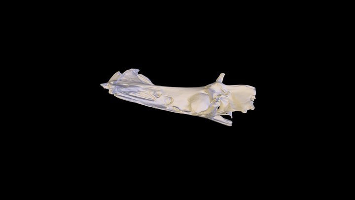 Soucier_FinalScan 3D Model