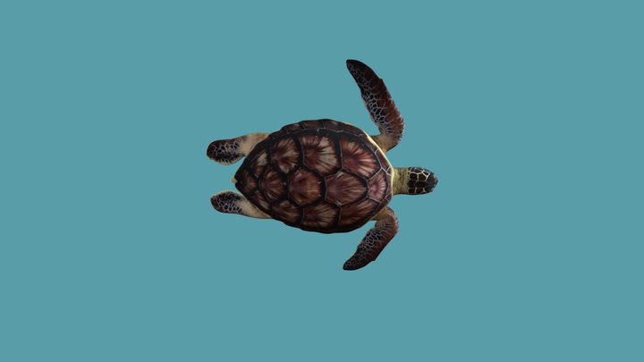Sea turtle free 3d .com 3D Model