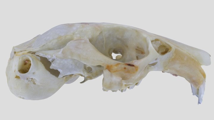 UWYMV:Mamm:2275, Ochotona collaris, Crania – Free 3D Model STL