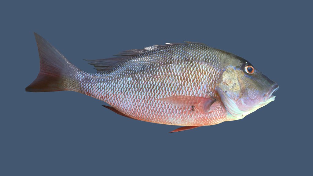 Fish