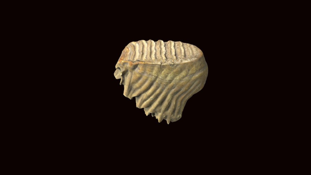 Mammoth molar