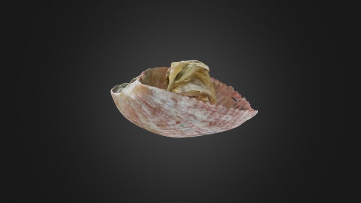 Modern Brachiopod: (pedicle valve) – Gratis 3D-model STL