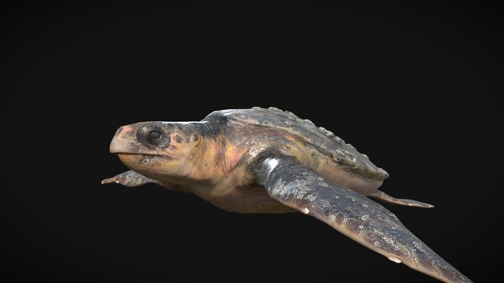 Model 47A - Loggerhead Sea Turtle 3D Model