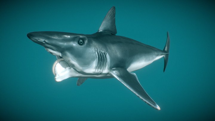 Helicoprion Bessonowi 3D Model