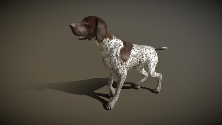 3DRT Pointer dog 3D Model