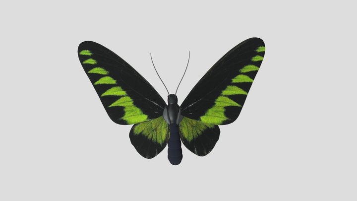 Rajah Brooke's Butterfly 3D Model