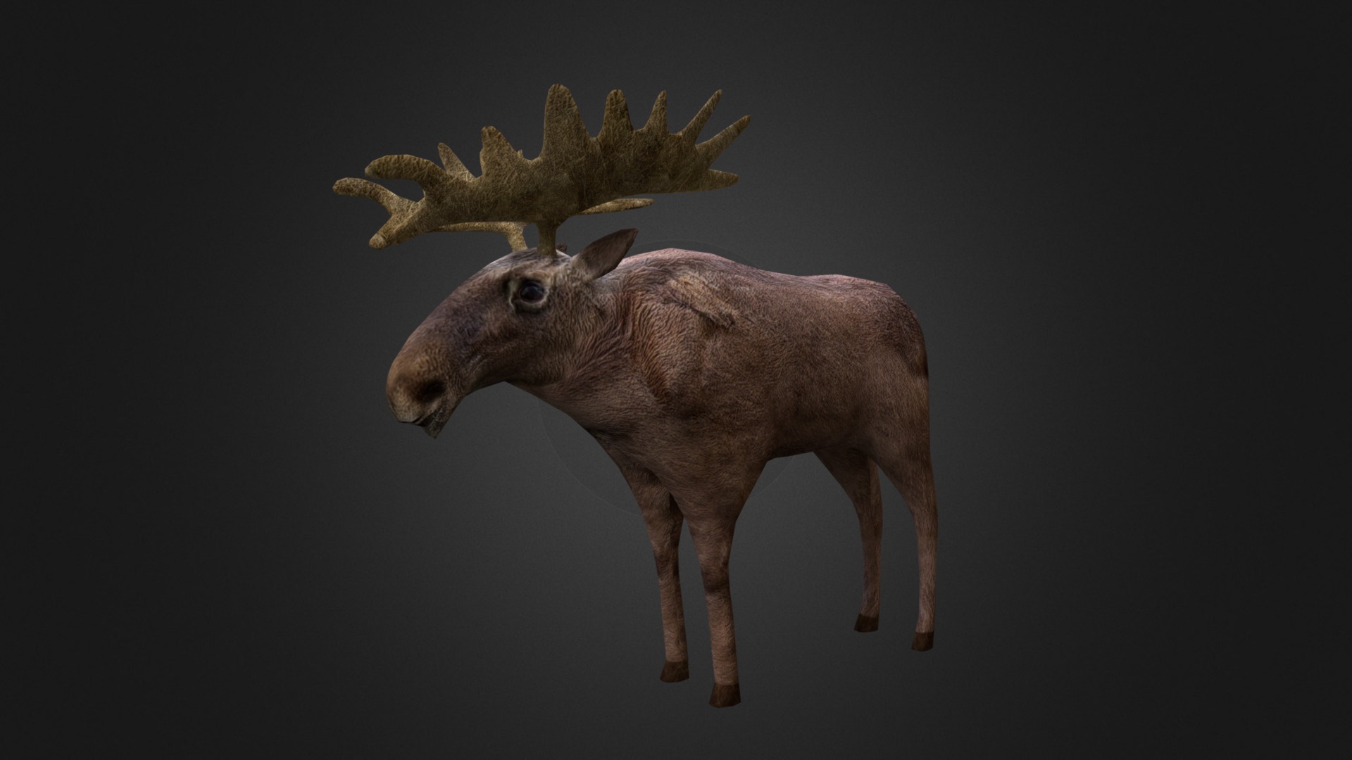 3D model Moose - This is a 3D model of the Moose. The 3D model is about a moose with a leaf on its head.