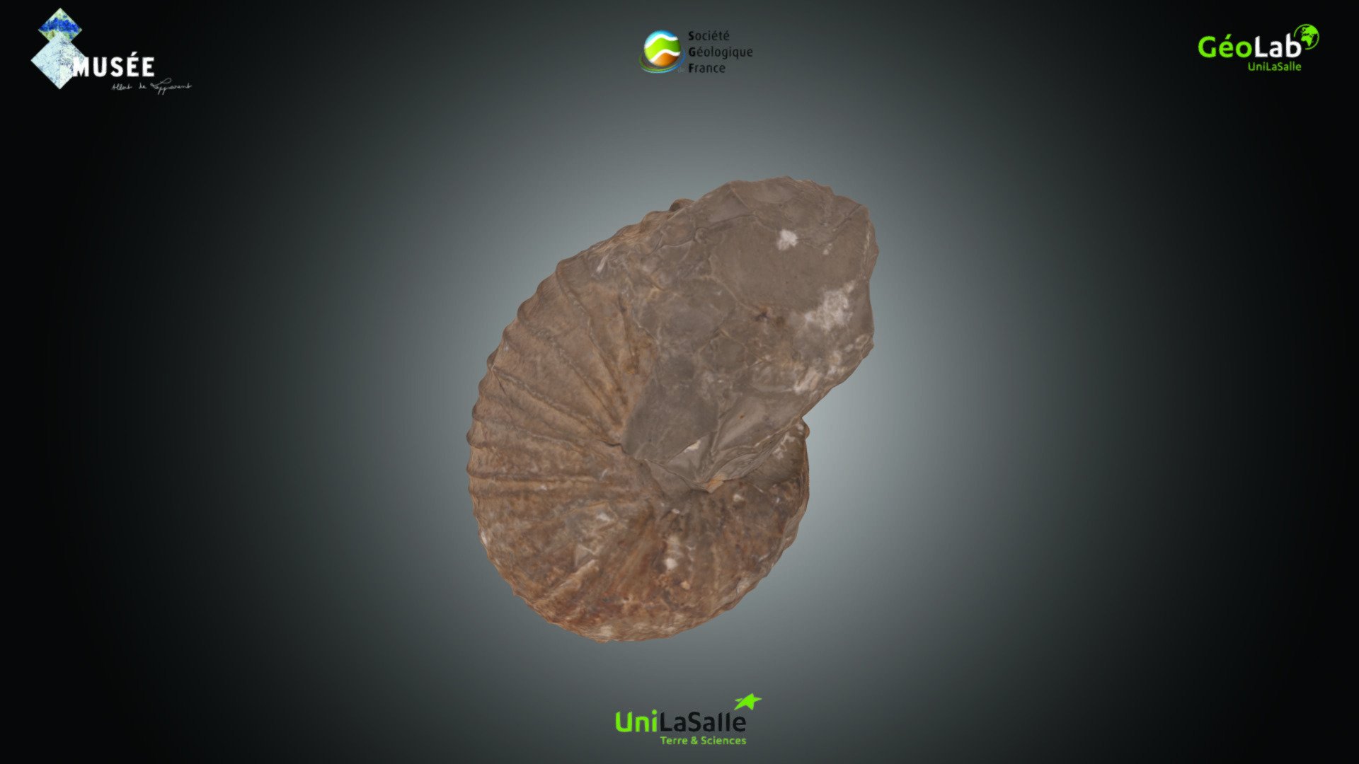 Ammonite - Phylloceras infundibulum