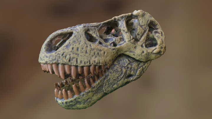 Cráneo de Tiranosaurio – Modello 3D gratuito STL