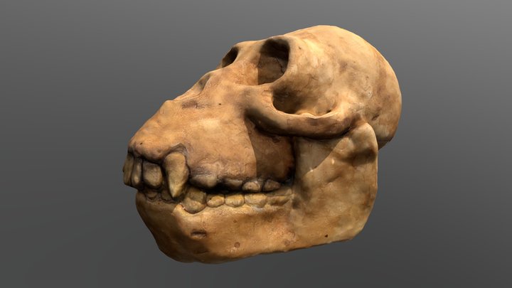 Skull: Proconsul africanus 3D Model