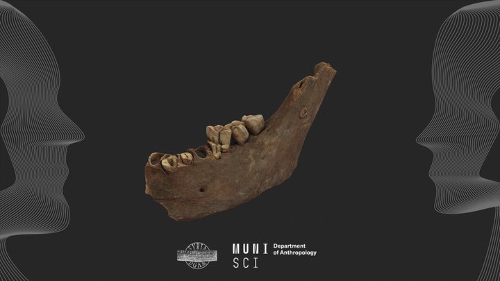 Archaeological human mandible #15 - Syria 3D Model