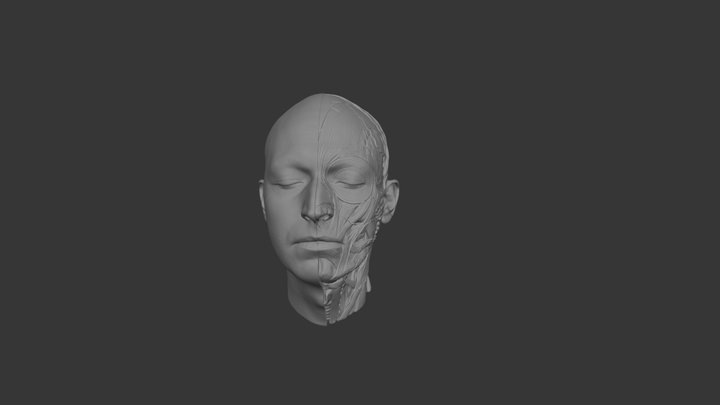 MARTIN NIKOLOV HEAD ECORCHE 3D Model
