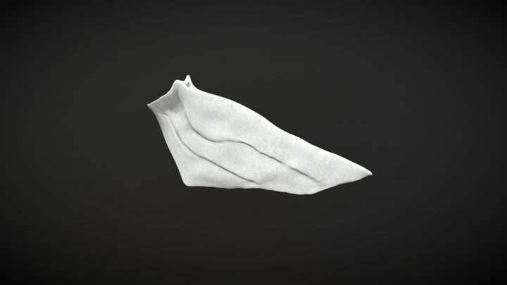 Vomer bone / Hueso Vomer