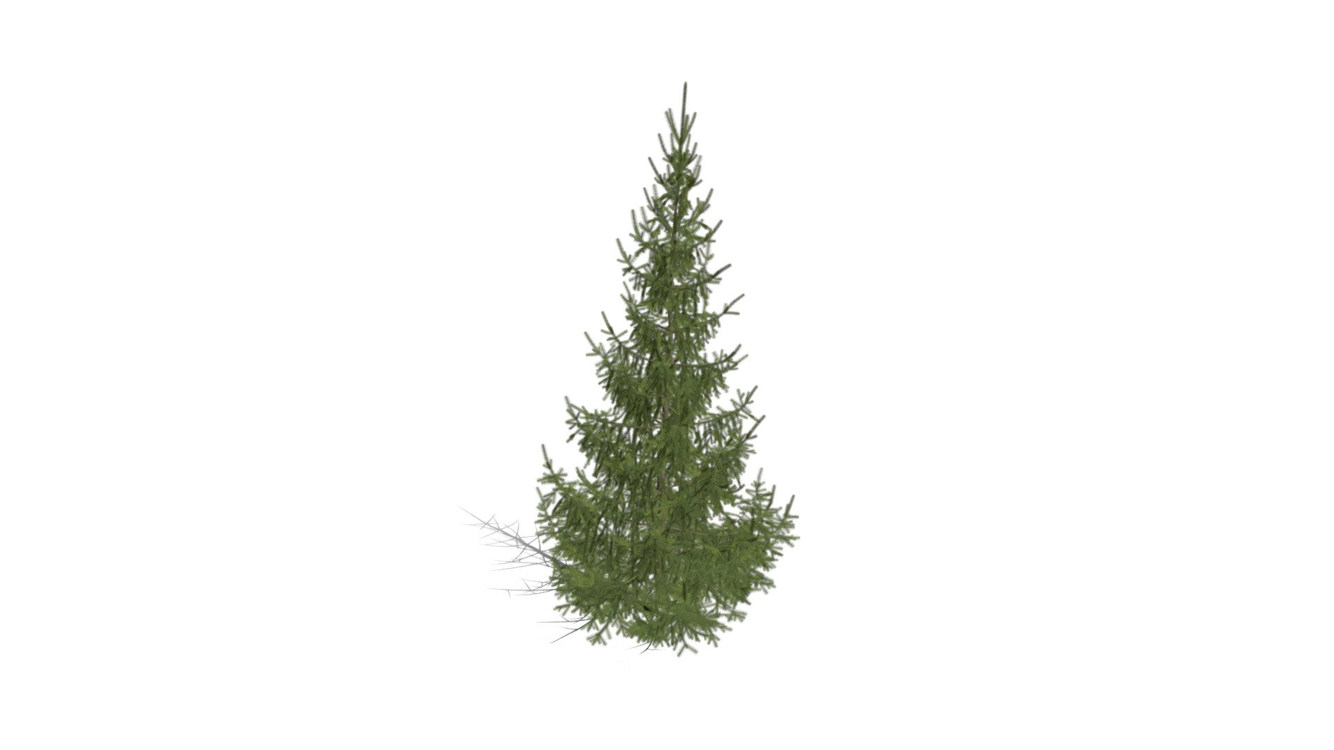 Realistic HD Norway spruce (12/43) - Download Free 3D model by ...