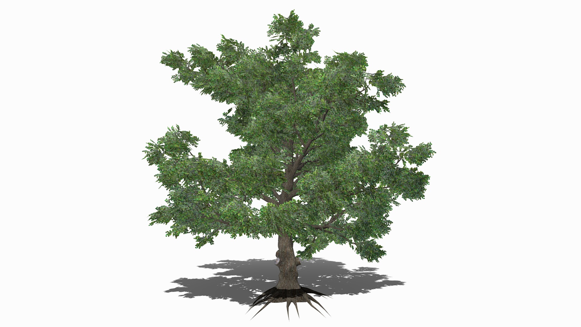 3D model White Oak - This is a 3D model of the White Oak. The 3D model is about a tree with green leaves.