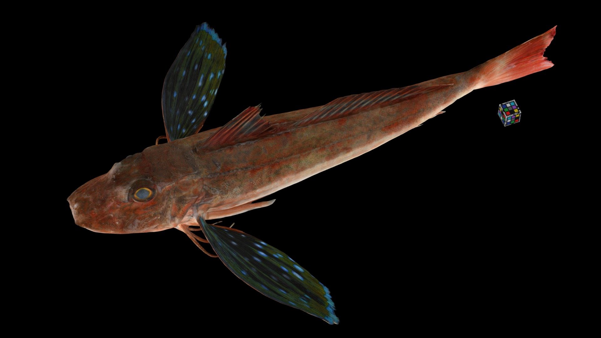 ホウボウ Spiny Red Gurnard, Chelidonichthys spinosus Download Free 3D