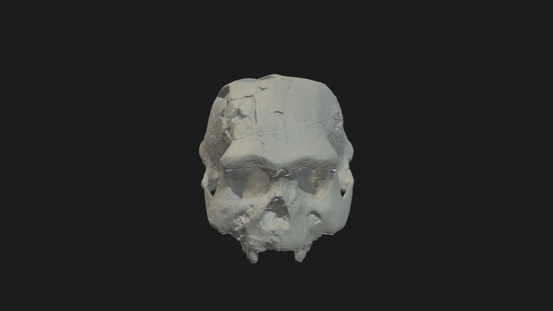 Homo erectus Cranium