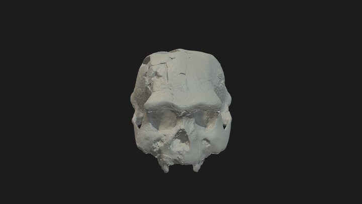 Homo erectus Cranium 3D Model