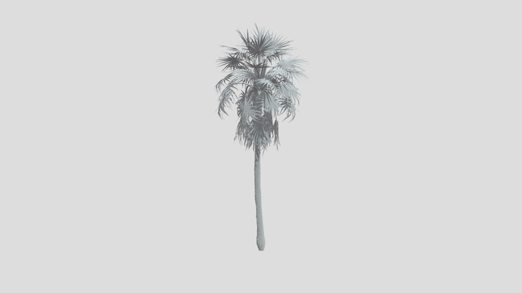 Caraday Palm Medium Var