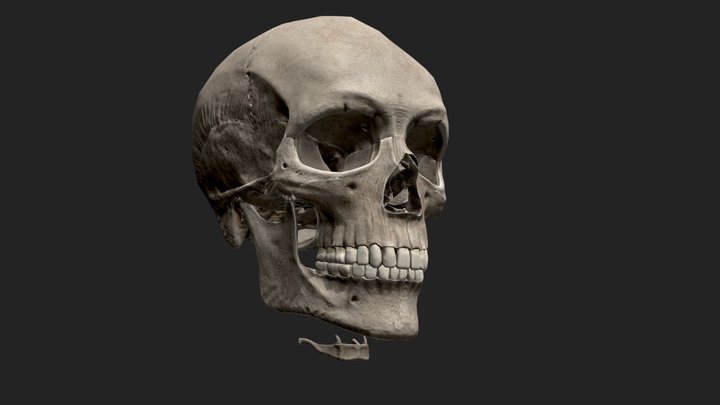 Cranium_version #1 3D Model