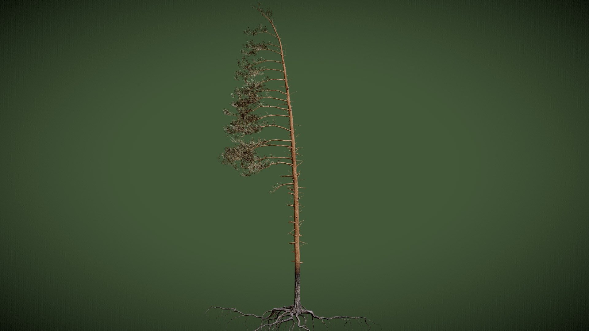 Pine Tree Download Free 3D model by Gerhald c44c199 Sketchfab Pine Tree Download Free 3D model by Gerhald c44c199 Sketchfab
