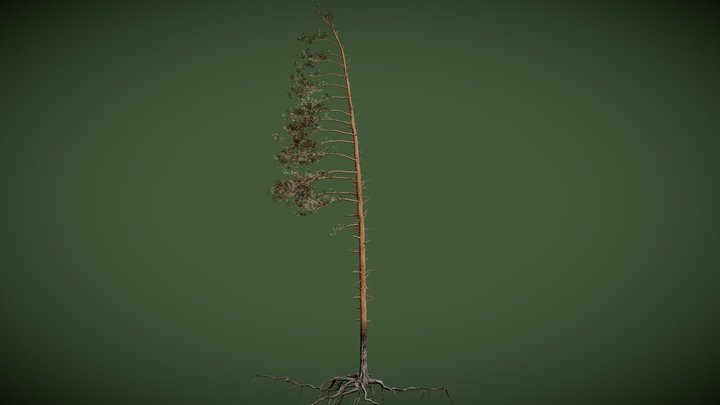 Pine Tree – Modello 3D gratuito STL