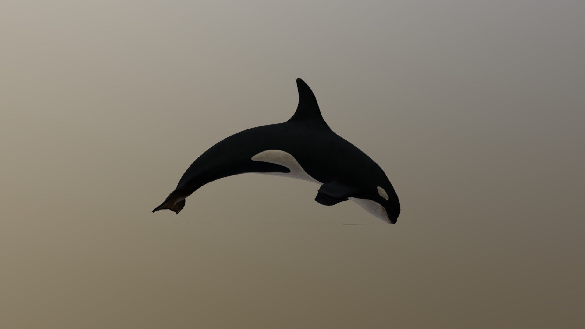 Killer Whale