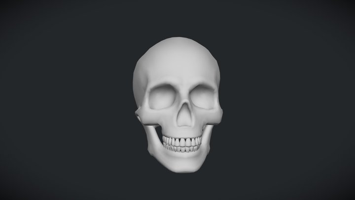 Human Skull 3D Model
