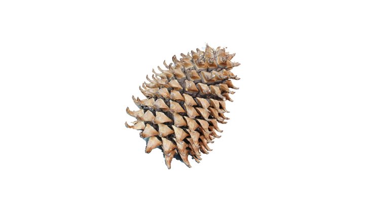 Шишка сосны Культера. Pinus coulteri. Pine 3D Model