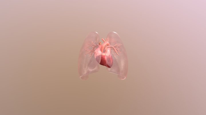 heart_01 animation 3D Model