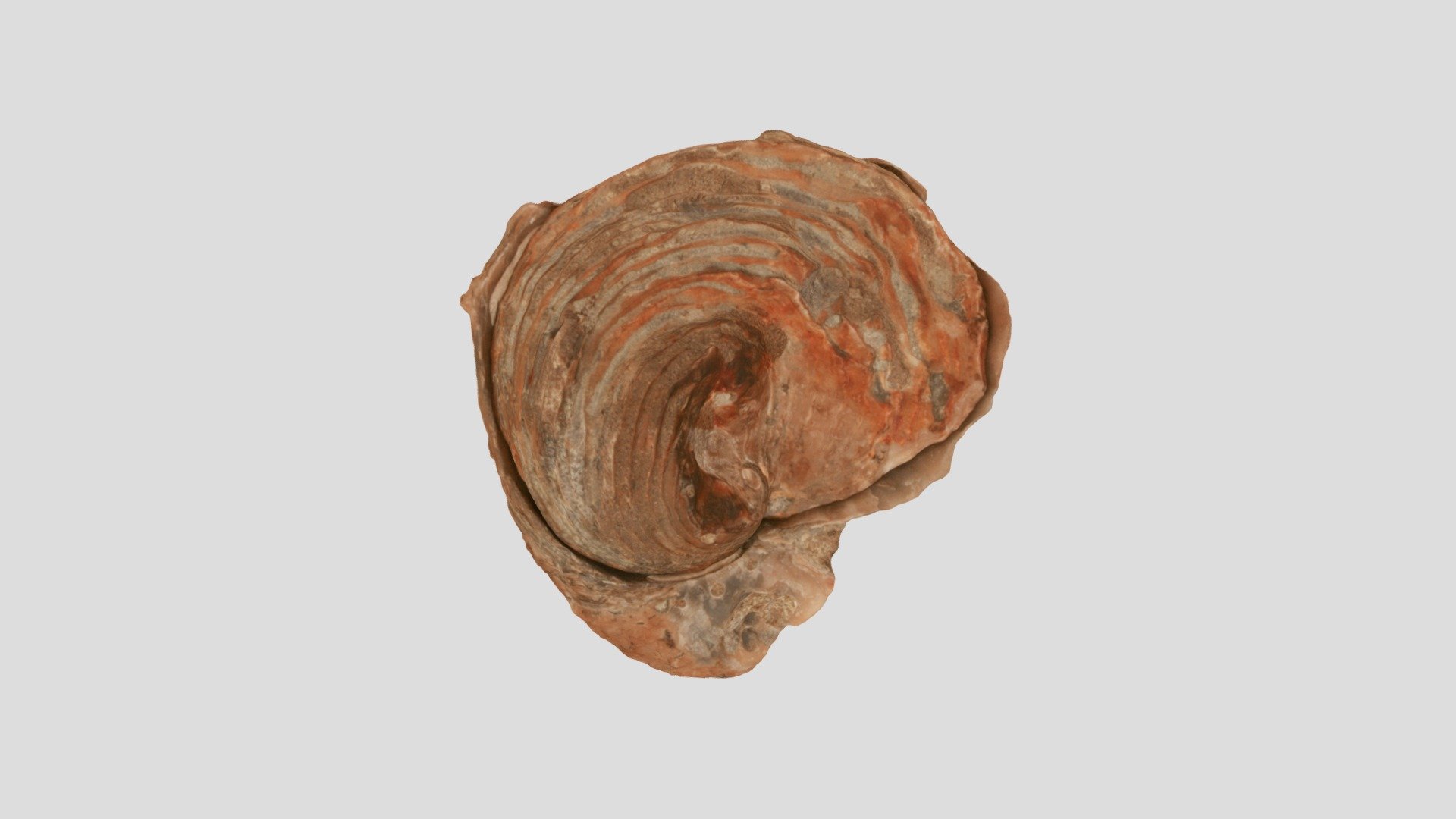Exogyra sp. Left and right valves