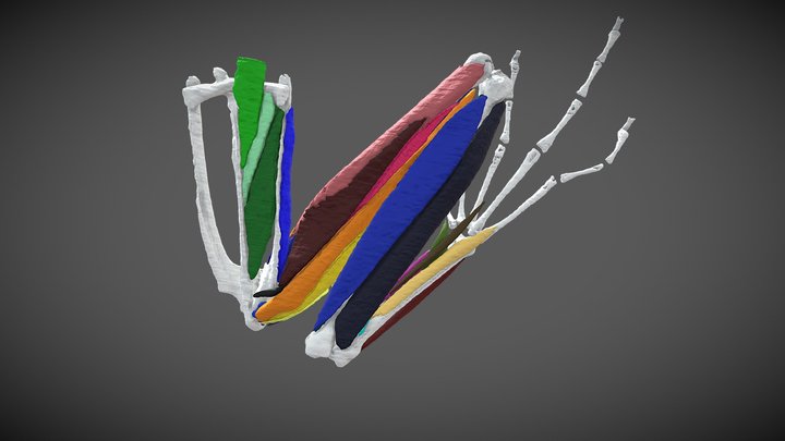 Boophis bottae - diceCT frog 3D Model