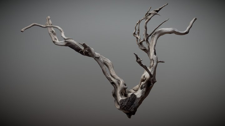 Ikebana root scan 3D Model