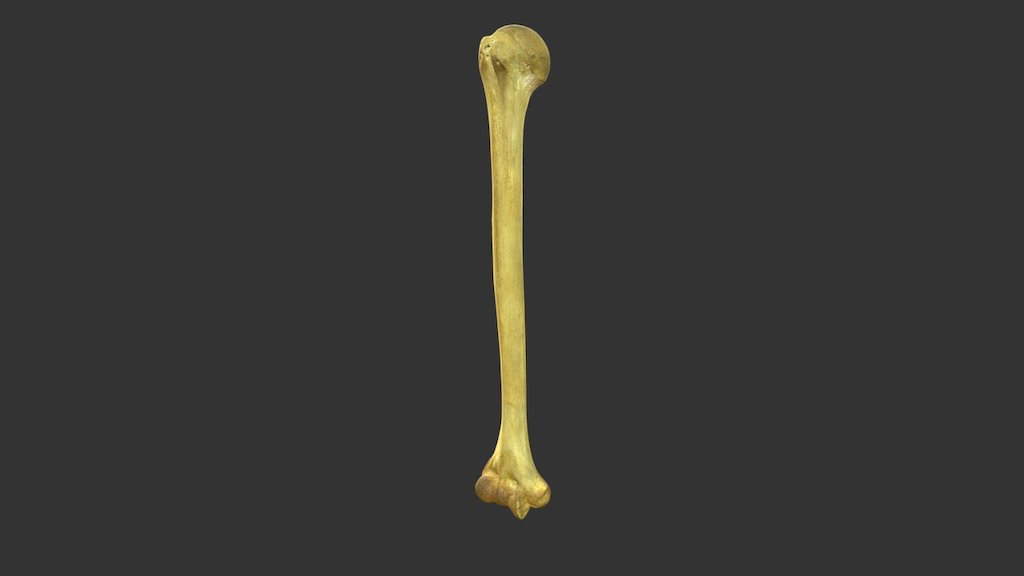 Humerus With Texture - 3d Model By Wellesley College (@wellesleycollege 