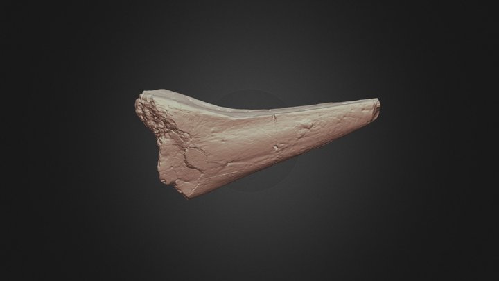 Bakonydraco galaczi mandibular symphysis 3D Model