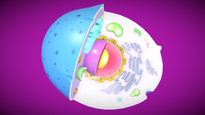 La cellula 3D Model