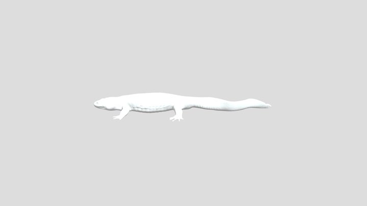 salamander 3D Model