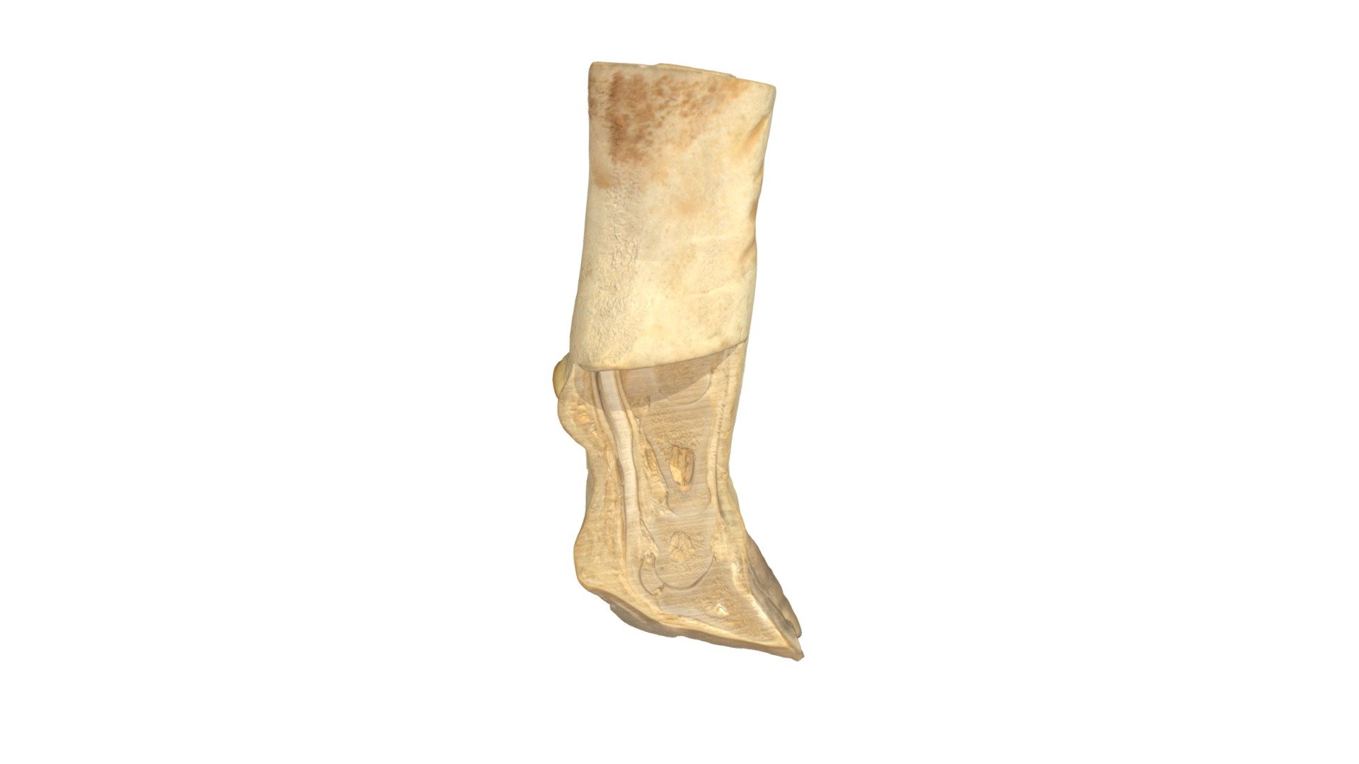 Cow Foot Scan - Download Free 3D model by jdb56 [c475fe4] - Sketchfab