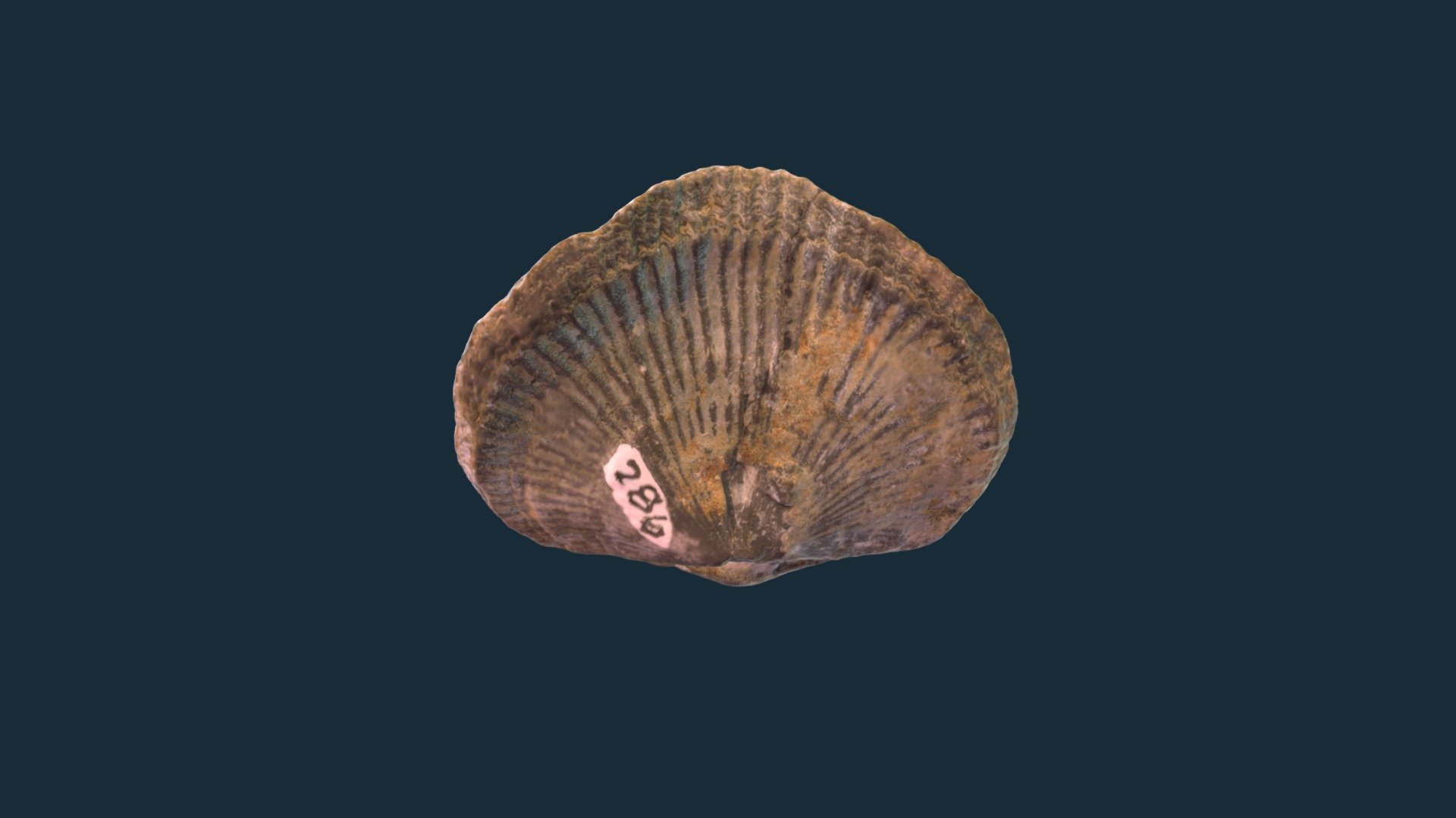 Retrorsirostra retrorsa (Brachiopod)