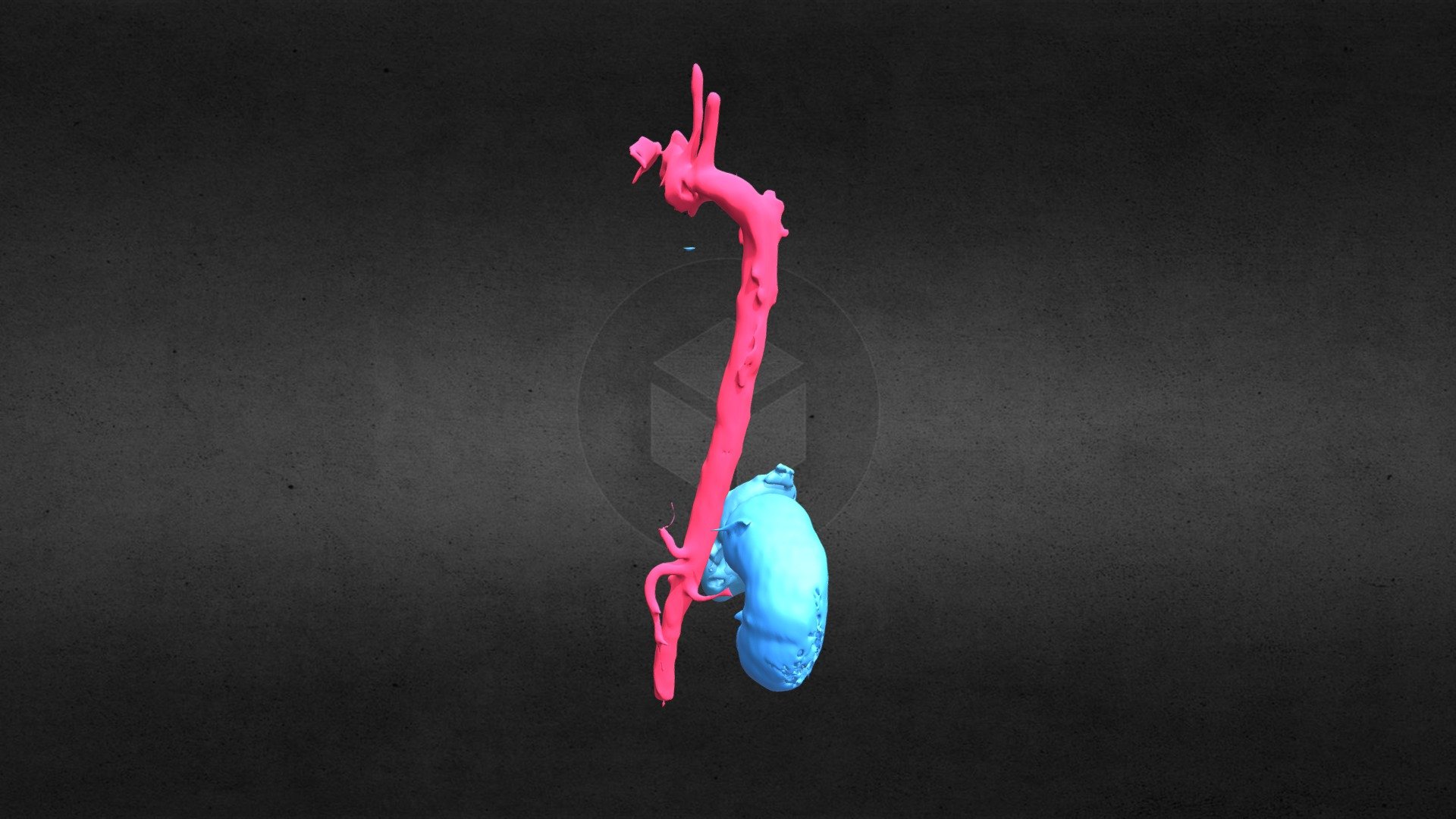 Aorta with right and left kidneys